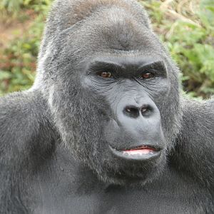 Western lowland gorilla, 'Jock' portrait