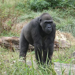 Western lowland gorilla, 'Afia'