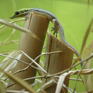 Yellow-headed day gecko