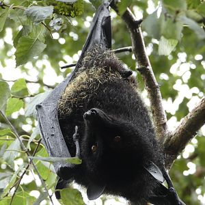 Livingstone's fruit bat