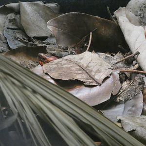 Bourret's box turtle