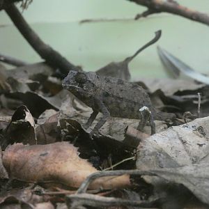 Bearded pygmy chameleon