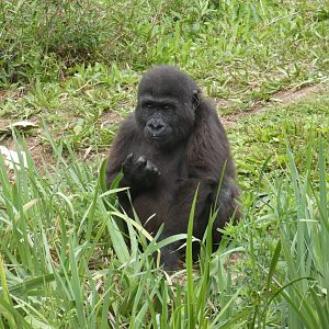 Western lowland gorilla, 'Hasani'