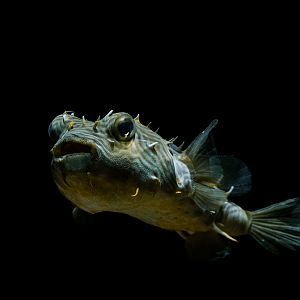 Striped burrfish