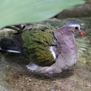 Emerald dove taking a bath