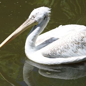 Dalmatian pelican