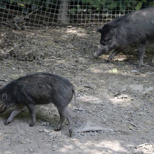 Visayan warty pigs