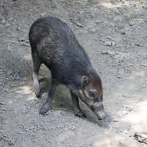 Visayan warty pig - juvenile