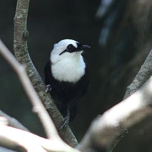 Sumatran laughing-thrush