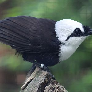 Sumatran laughing-thrush