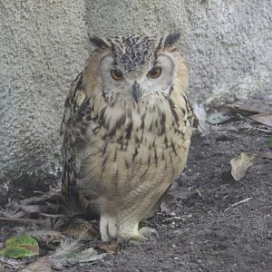 Indian eagle-owl