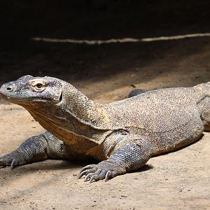 Komodo dragon
