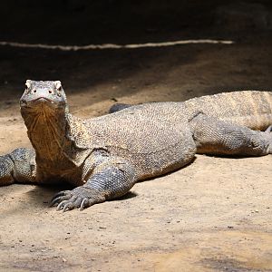 Komodo dragon