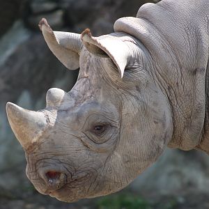 Black rhino