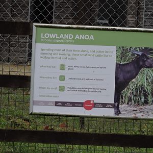 Lowland Anoa Sign