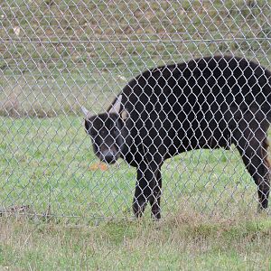 Lowland Anoa (temp enclosure)