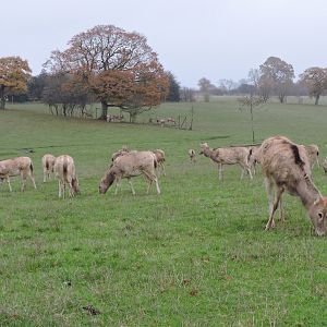 Pere David's Deer