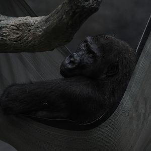 Zachary - Western Lowland Gorilla