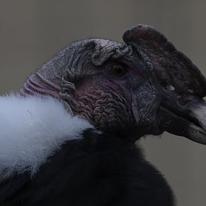 Andean Condor