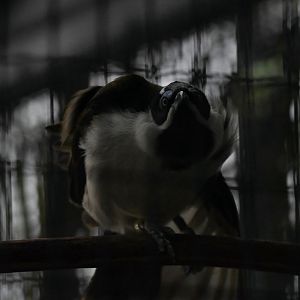 Blue-Faced Honeyeater