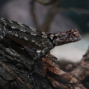 Spiny-Headed Tree Lizard