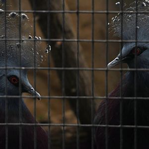 Victoria Crowned Pigeons