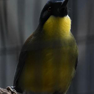 Blue-Crowned Laughingthrush