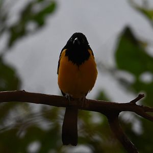 Venezuelan Troupial