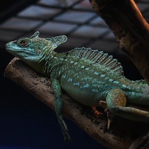 Green Crested Basilisk