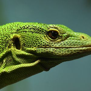 Green Tree Monitor