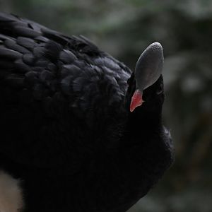 Helmeted Curassow
