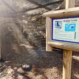 Himalayan Monal Exhibit