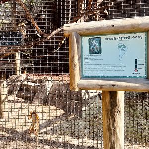 Common Squirrel Monkey Exhibit