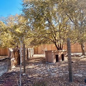 Red-necked Wallaby Exhibit