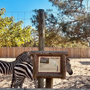 Plains (Grant’s) Zebras