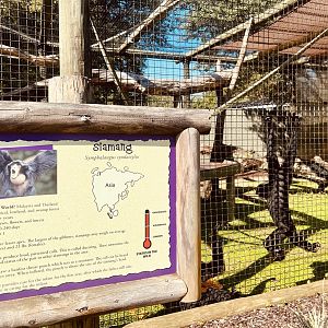 Siamang Exhibit