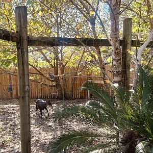 Yellow-backed Duiker