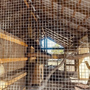 Second Binturong Exhibit