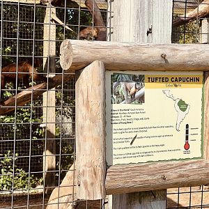 Tufted Capuchin Exhibit