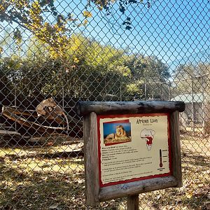 African Lion Exhibit