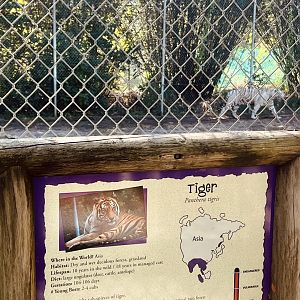 Tiger Exhibit