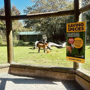 Maned Wolf Exhibit