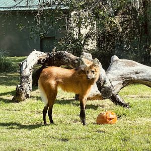 Maned Wolf