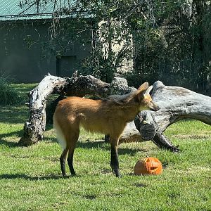 Maned Wolf