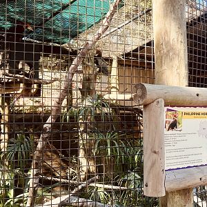 Philippines Hornbill Exhibit