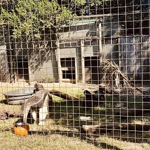 Giant Anteater