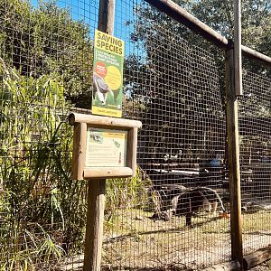 Giant Anteater Exhibit