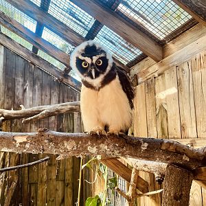 Spectacled Owl