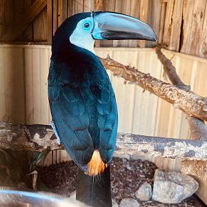 Channel Billed Toucan