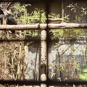 Silvery-cheeked Toucan Exhibit